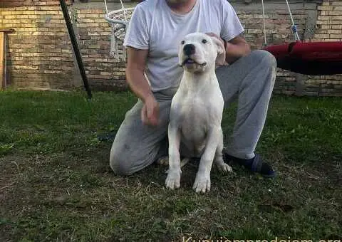 Na prodaju zenkica dogo argentino stara 5 meseci - 3/3
