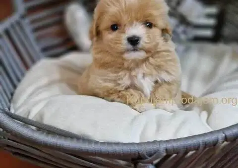 Prodajem preslatke stence maltipoo - 1/4