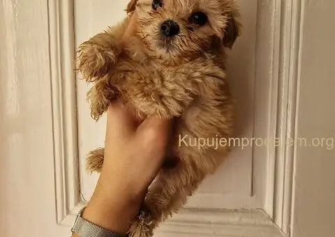 Prodajem preslatke stence maltipoo - 2/4