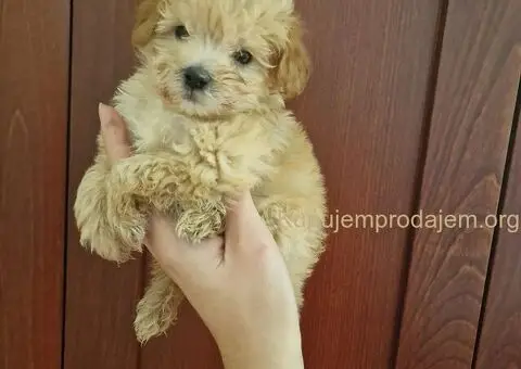 Prodajem preslatke stence maltipoo - 3/4