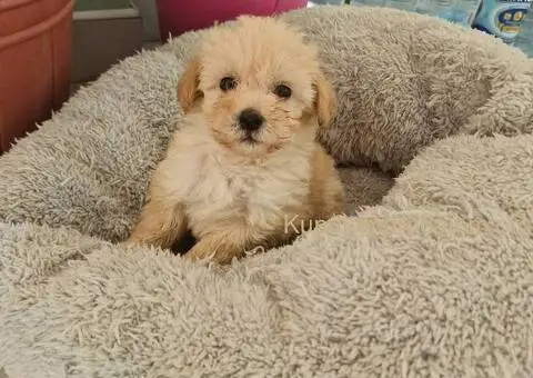 Prodajem preslatke stence maltipoo - 4/4