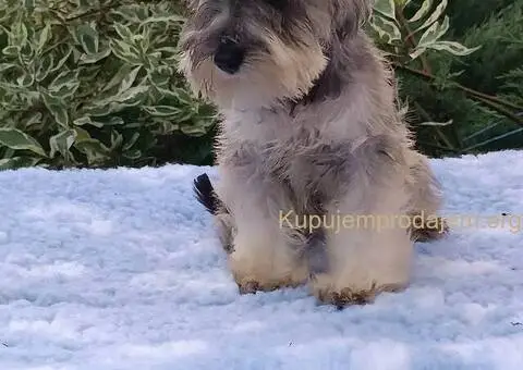 Patuljasti  šnaucer štenci biber so - 1/5