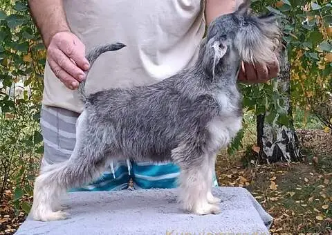 Patuljasti  šnaucer štenci biber so - 2/5