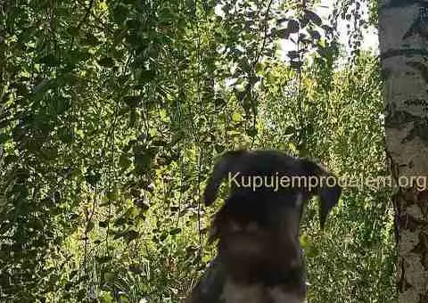 Patuljasti  šnaucer štenci biber so - 3/5