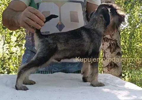 Patuljasti  šnaucer štenci biber so - 4/5