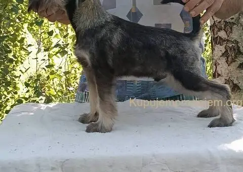 Patuljasti  šnaucer štenci biber so - 5/5