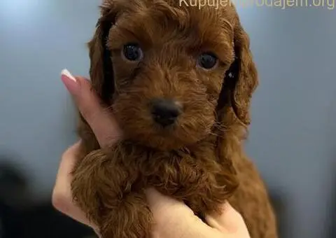 Toy i Mini Pudle štenci na prodaju - 2/8