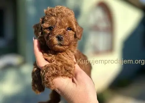 Toy i Mini Pudle štenci na prodaju - 3/8