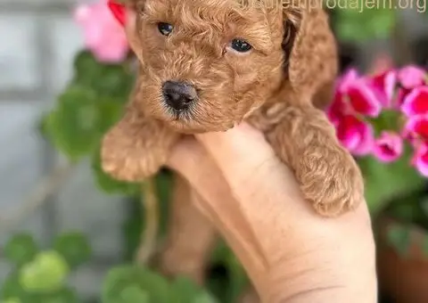 Toy i Mini Pudle štenci na prodaju - 5/8