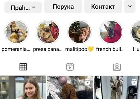 Toy i Mini Pudle štenci na prodaju - 7/8