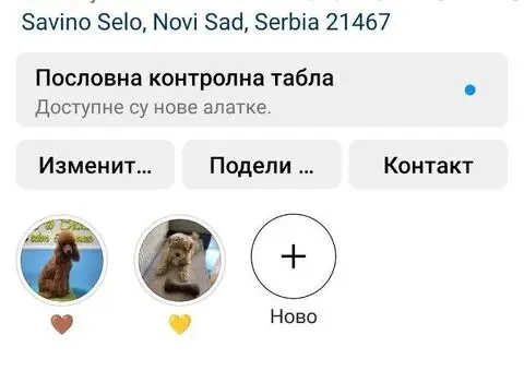 Toy i Mini Pudle štenci na prodaju - 8/8