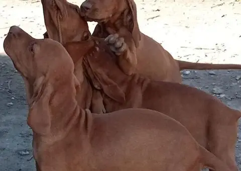 Madjarska vizla stenci - 2/3