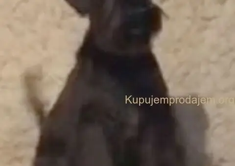 Patuljasti šnaucer štenci crni i crno srebrni - 1/5