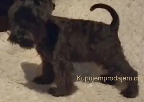 Patuljasti šnaucer štenci crni i crno srebrni - 2/5