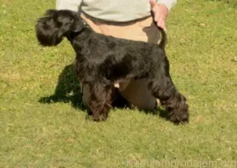 Patuljasti šnaucer štenci crni i crno srebrni - 3/5