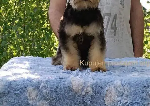 Patuljasti šnaucer štenci crni i crno srebrni - 4/5