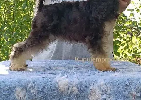 Patuljasti šnaucer štenci crni i crno srebrni - 5/5