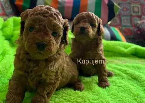 Prelepe Toy Pudle stenci - 1/12