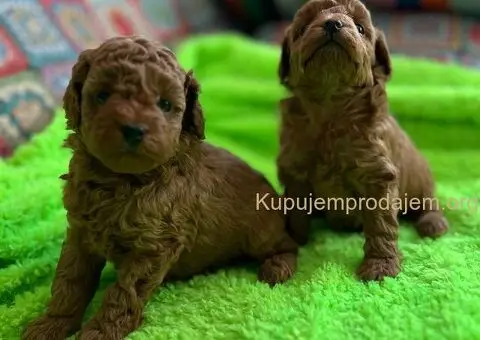 Prelepe Toy Pudle stenci - 2/12