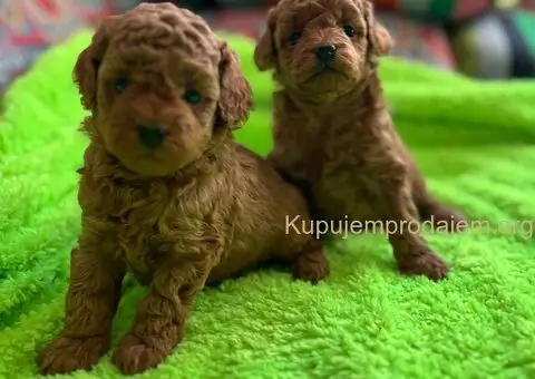 Prelepe Toy Pudle stenci - 3/12