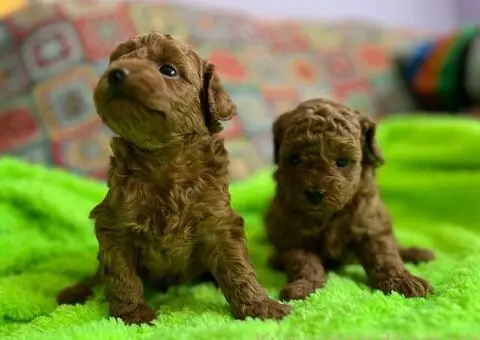 Prelepe Toy Pudle stenci - 4/12