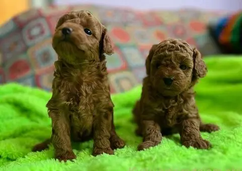 Prelepe Toy Pudle stenci - 5/12