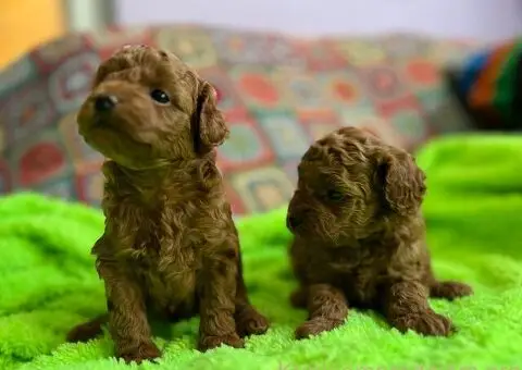 Prelepe Toy Pudle stenci - 6/12