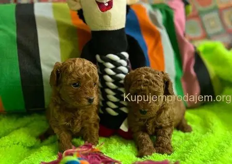 Prelepe Toy Pudle stenci - 8/12