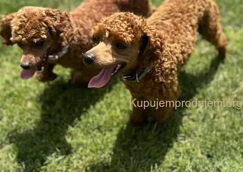 Prelepe Toy Pudle stenci - 11/12