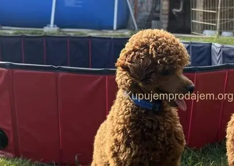 Prelepe Toy Pudle stenci - 12/12