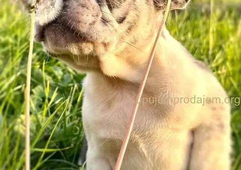 Francuski Buldog štenci - 1/6