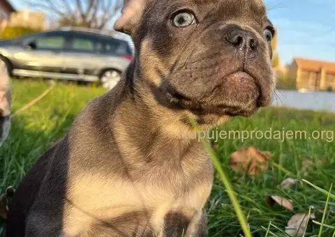 Francuski Buldog štenci - 3/6