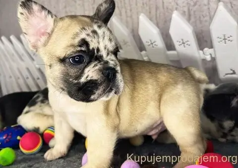 Francuski Buldog štenci - 6/6