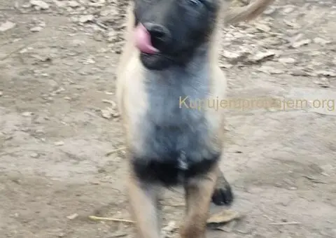 Muzjak malinoe - 2/2