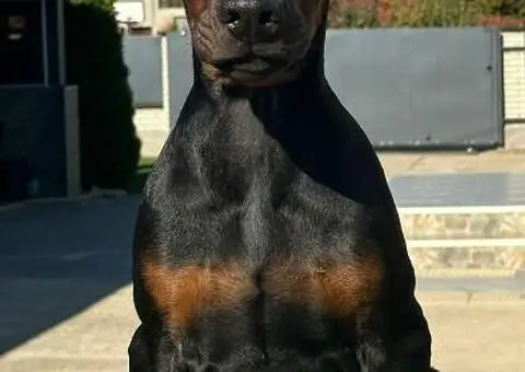 DOBERMAN stenci - 1/11