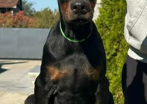 DOBERMAN stenci - 2/11