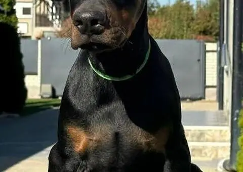 DOBERMAN stenci - 4/11