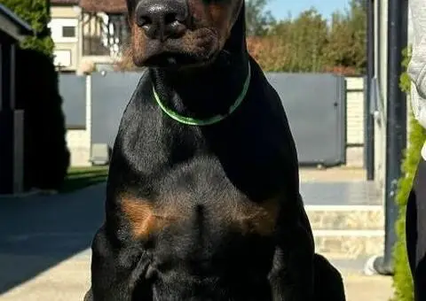 DOBERMAN stenci - 5/11