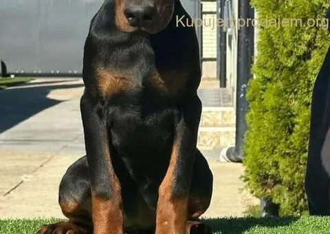 DOBERMAN stenci - 6/11