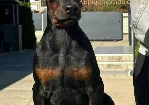 DOBERMAN stenci - 8/11