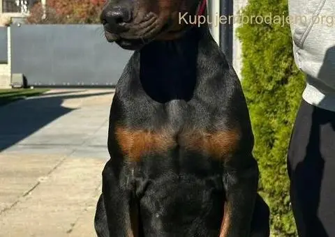 DOBERMAN stenci - 9/11