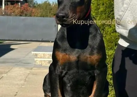 DOBERMAN stenci - 10/11