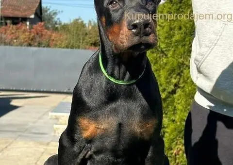 DOBERMAN stenci - 11/11