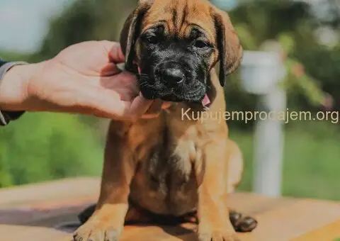 Cane Corso štenci - 2/5