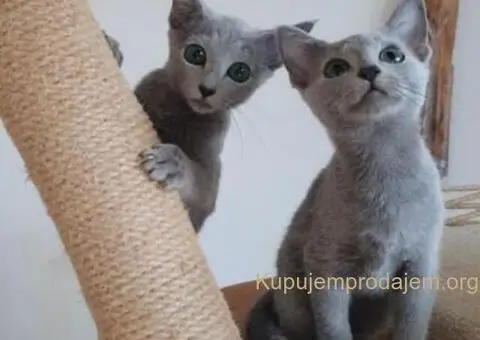 Ruski plavi mačići - 1/12