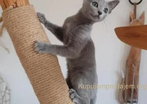 Ruski plavi mačići - 2/12