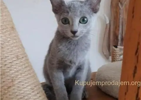 Ruski plavi mačići - 3/12