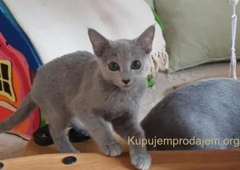 Ruski plavi mačići - 4/12