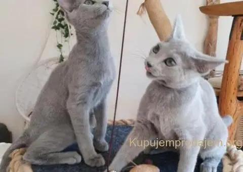 Ruski plavi mačići - 5/12