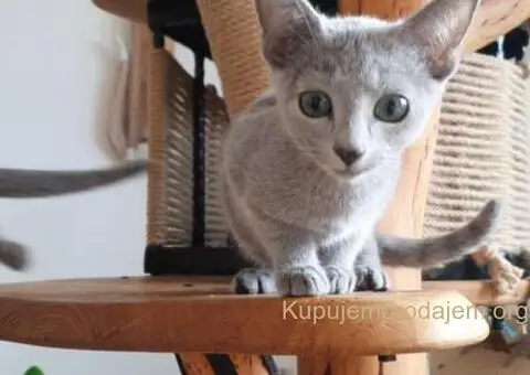 Ruski plavi mačići - 6/12